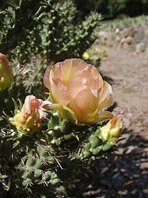 Opuntia flower